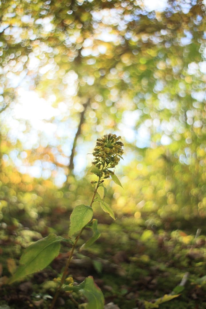 《銘珍玉》KOMURANON 28mm F2.5【光学美品】