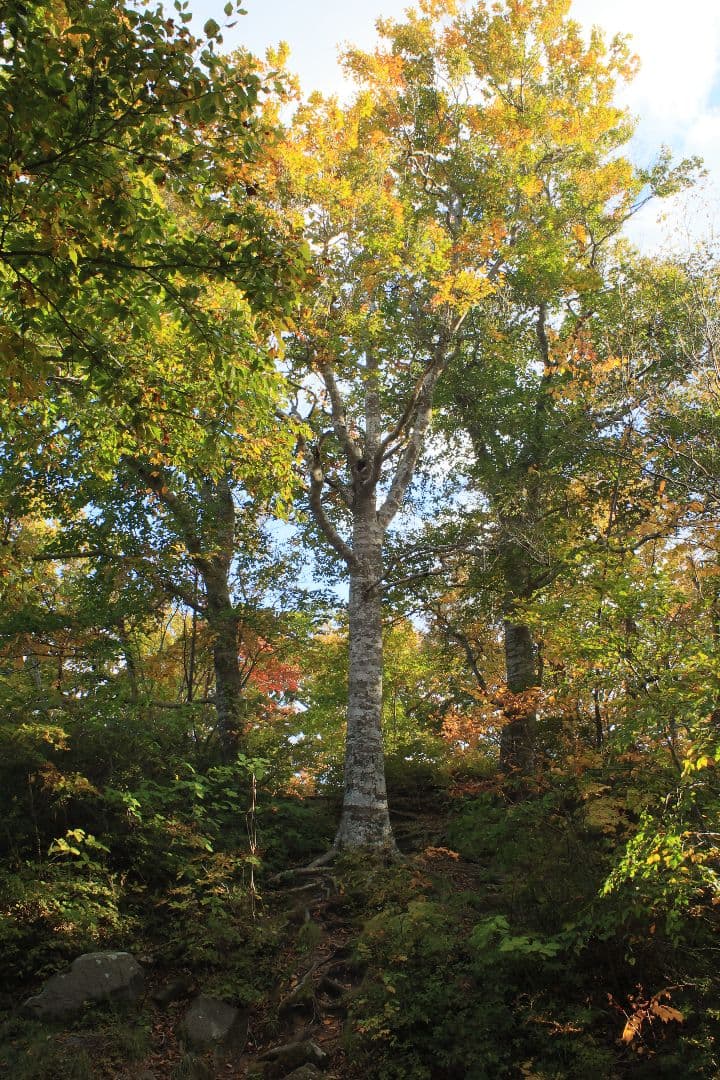 《銘珍玉》KOMURANON 28mm F2.5【光学美品】