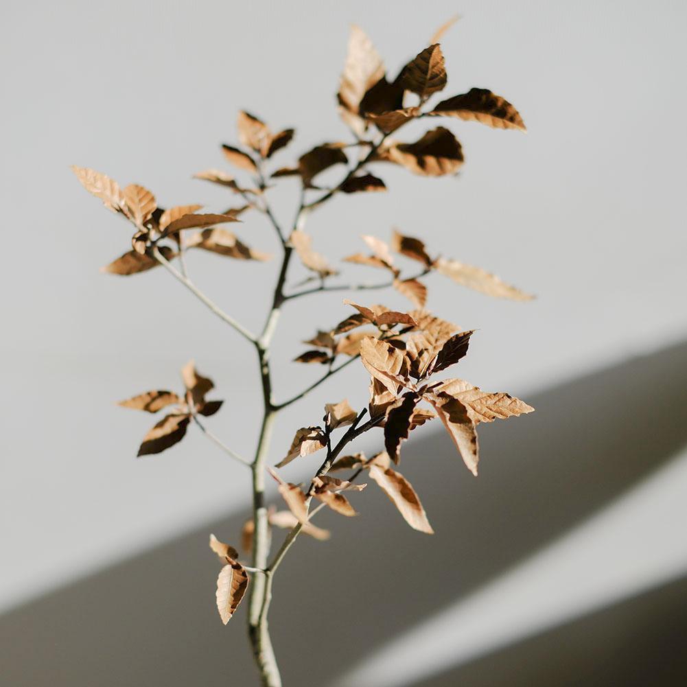 富士ブナ 盆栽（タキイの苗を購入）の通販はau PAY マーケット - 輸入