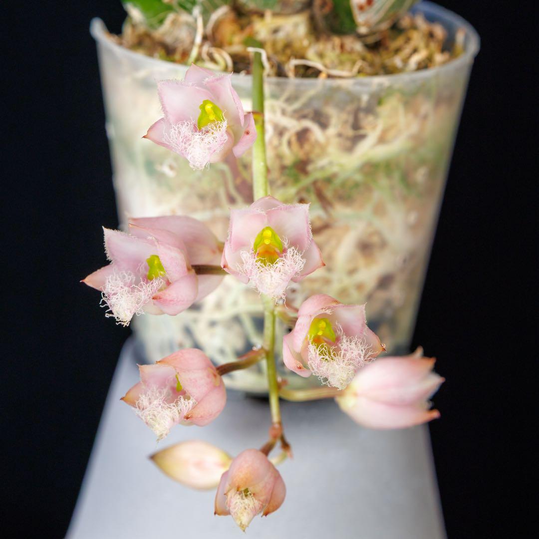 タケノコ蘭 Clowesia rosea SVO選別個体 カタセタム - メルカリ