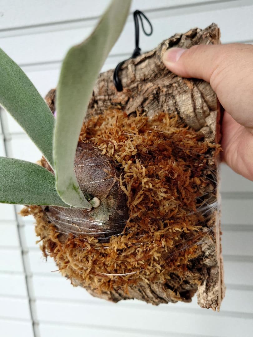 ビカクシダスノークイーンエルサF307 コルク付き - メルカリ