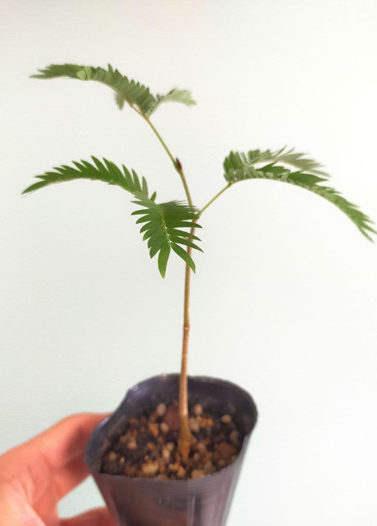 人気 エバーフレッシュ 実生苗 P - メルカリ