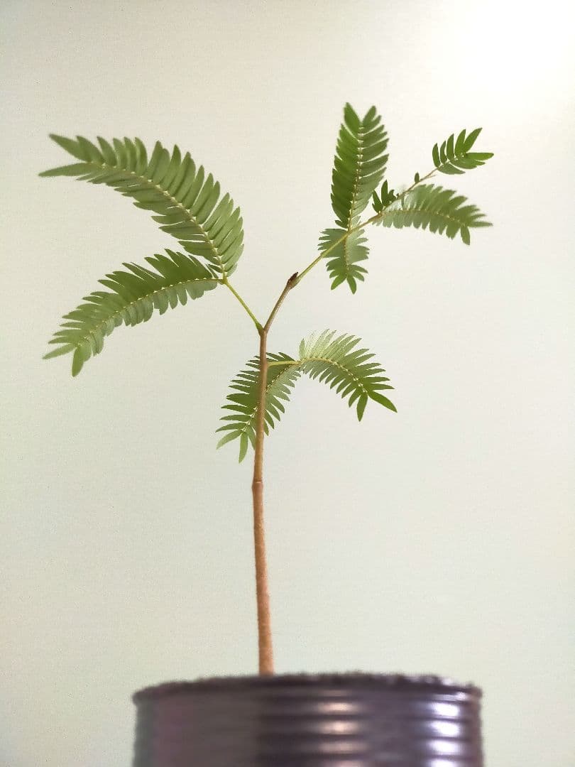 人気 エバーフレッシュ 実生苗 P - メルカリ