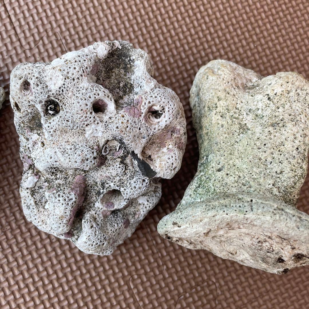 値下げ】白化珊瑚 菊目石 白化サンゴ 天然 置き物 オブジェ 珊瑚 珊瑚