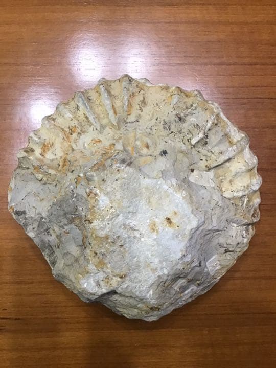 アンモナイト化石 巨大 モロッコ出土 - メルカリ