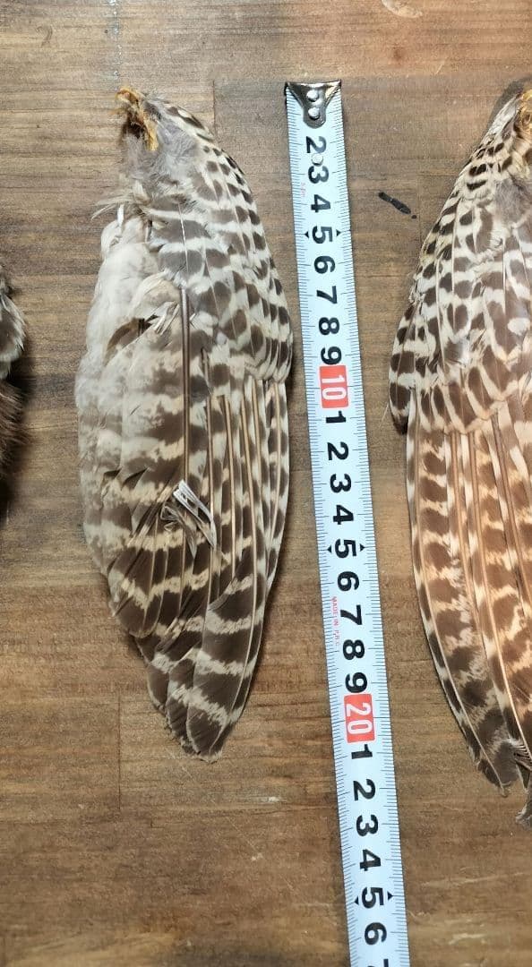 高級】METZ メッツ ハックル 2種 ＆ フェザントウィング セット - メルカリ