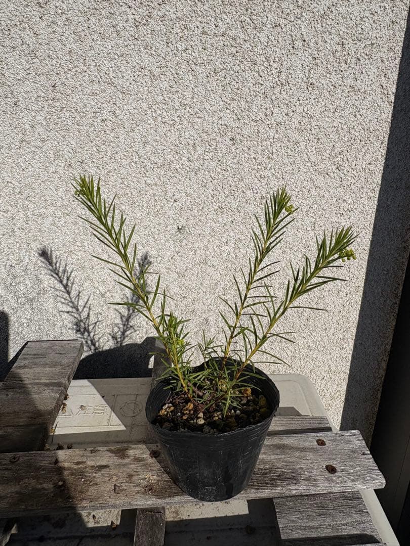 グレビレア3号セット センパフローレンス ルテア オージープランツ