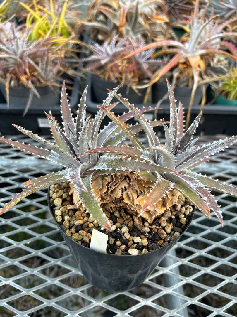 DBディッキア Dyckia Bill Baker hybrid #223 - メルカリ