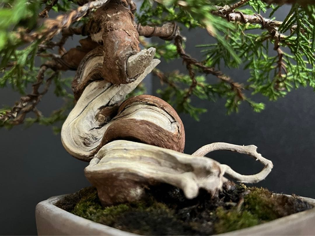 真柏盆栽 糸魚川真柏 捻転シャリ幹 樹高13cm 小品盆栽 (黒松、五葉松