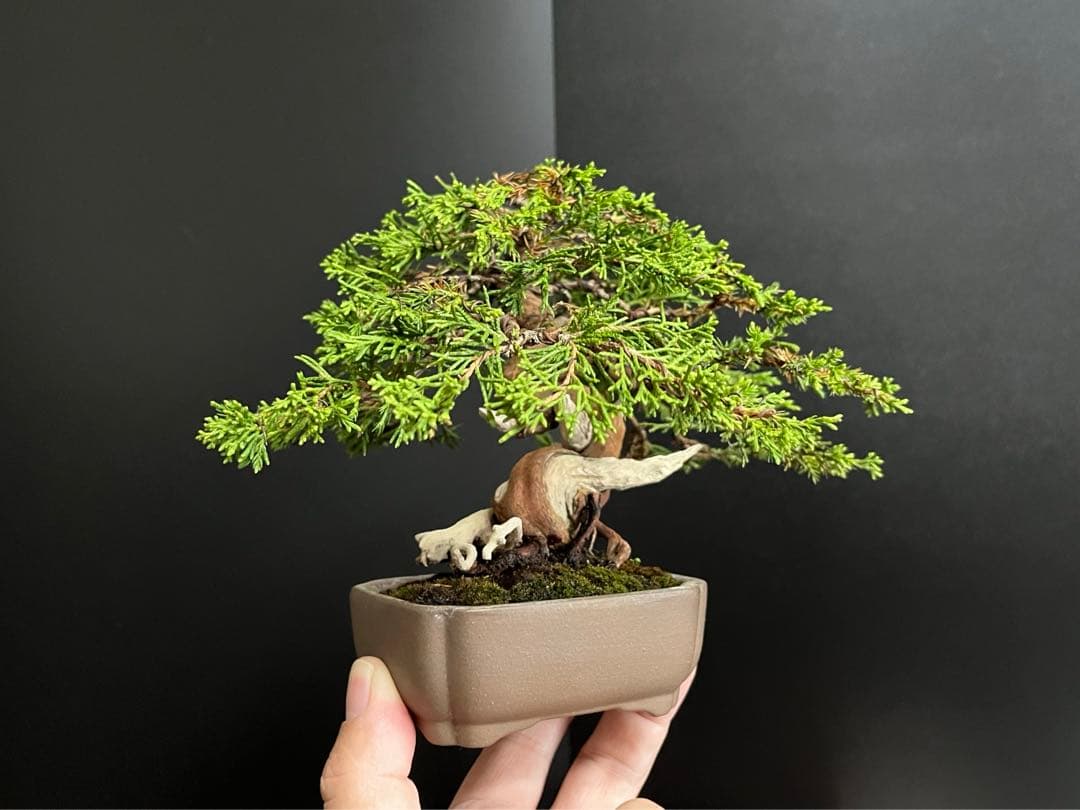 真柏盆栽 糸魚川真柏 捻転シャリ幹 樹高13cm 小品盆栽 (黒松、五葉松