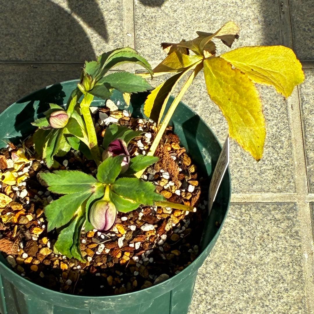 も*読様 3491☘️蕾花、タグ付き☘️金SD⭐️オーレア⭐️小輪⭐️金/紅ツー