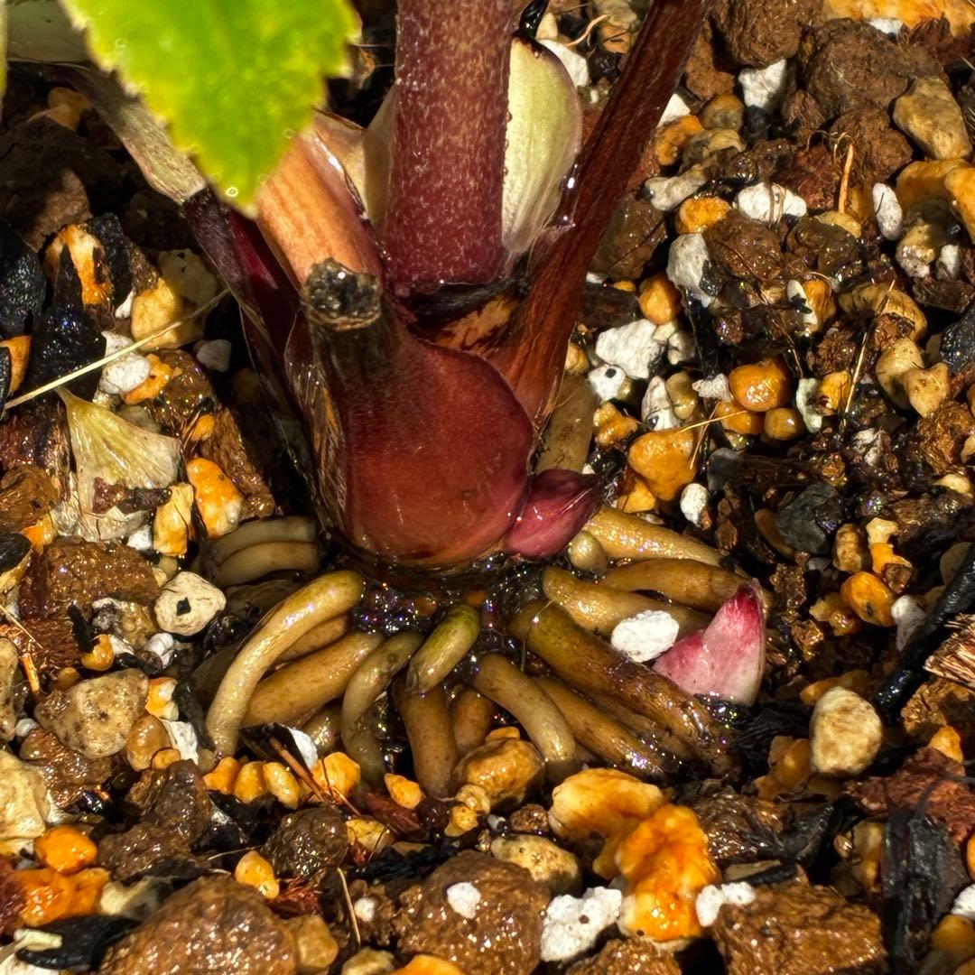 ま*か様 588☘️蕾花タグ付☘️デュメxオーレア⭐️小輪⭐️レッドアイ⭐️オー