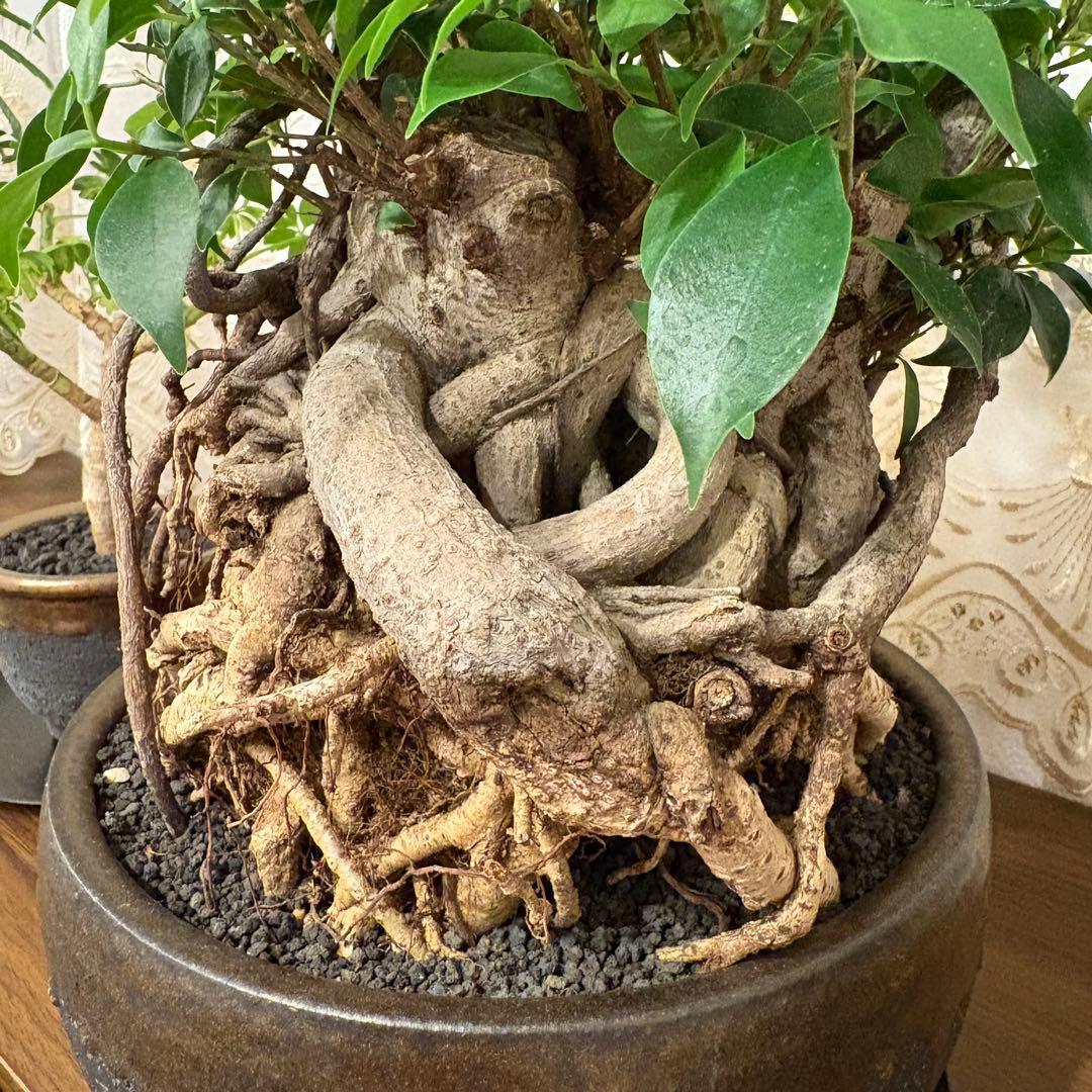 ガジュマル盆栽 樹齢30年 塊根植物 - メルカリ