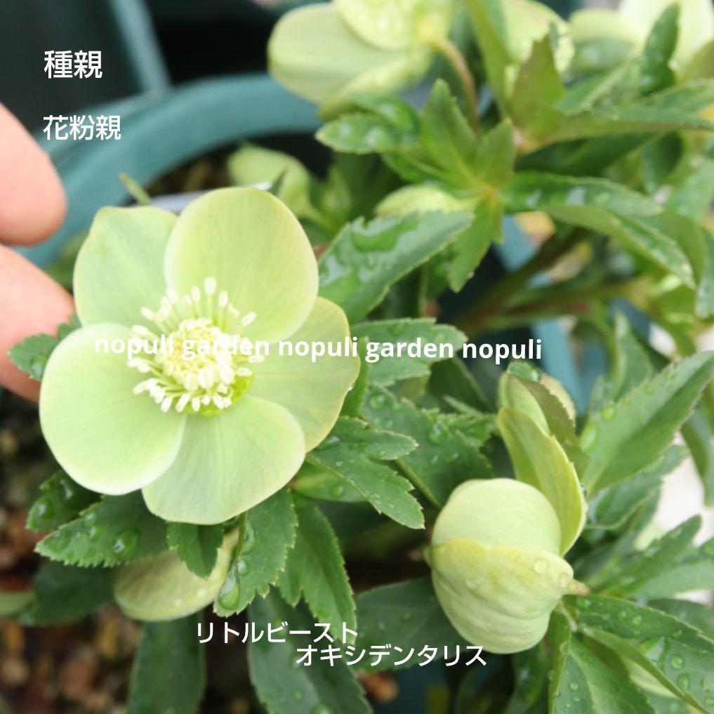 クリスマスローズ種 高橋育苗 リトルビースト オキシデンタリス 3粒