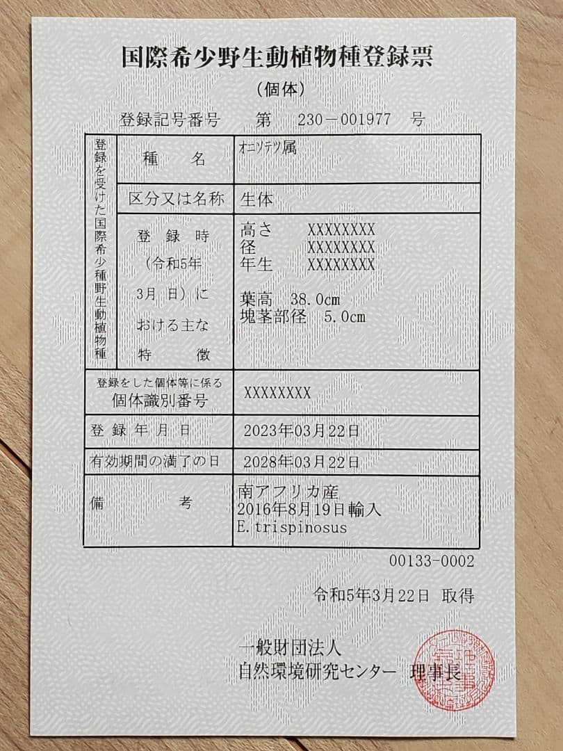 エンセ ファラルトス トリスピノーサス ダブルヘッド - メルカリ