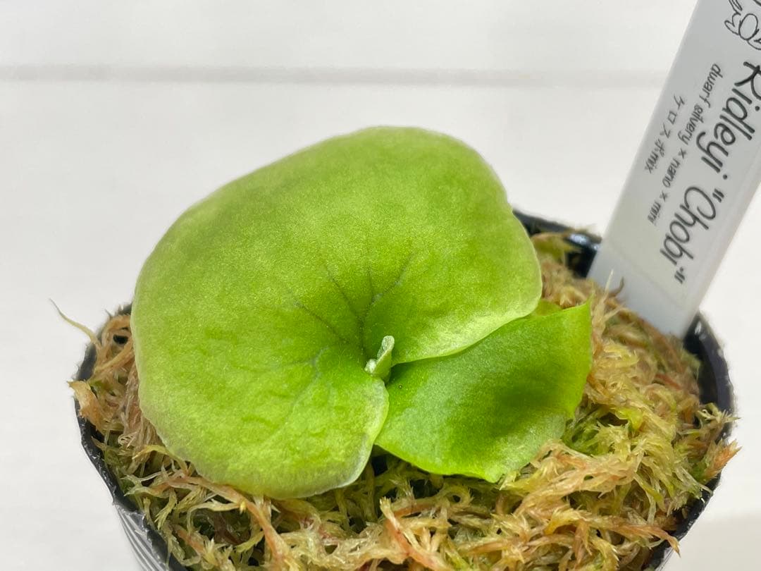 ridleyi chobi リドレイ silvery nano mini mix - メルカリ