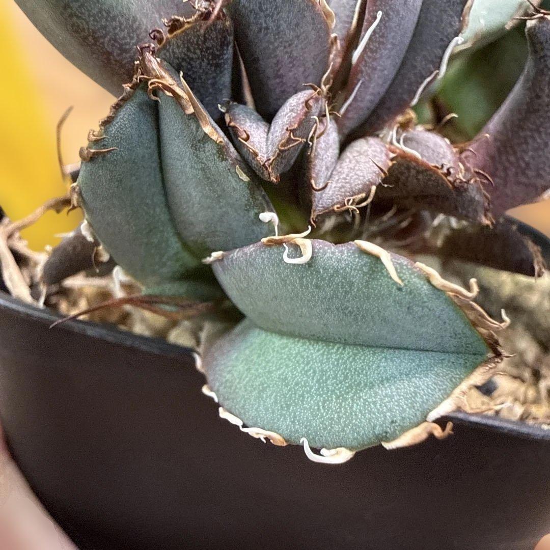 アガベ オテロイ実生 子株 選抜 超ブルー葉 青葉 オアハカ - メルカリ