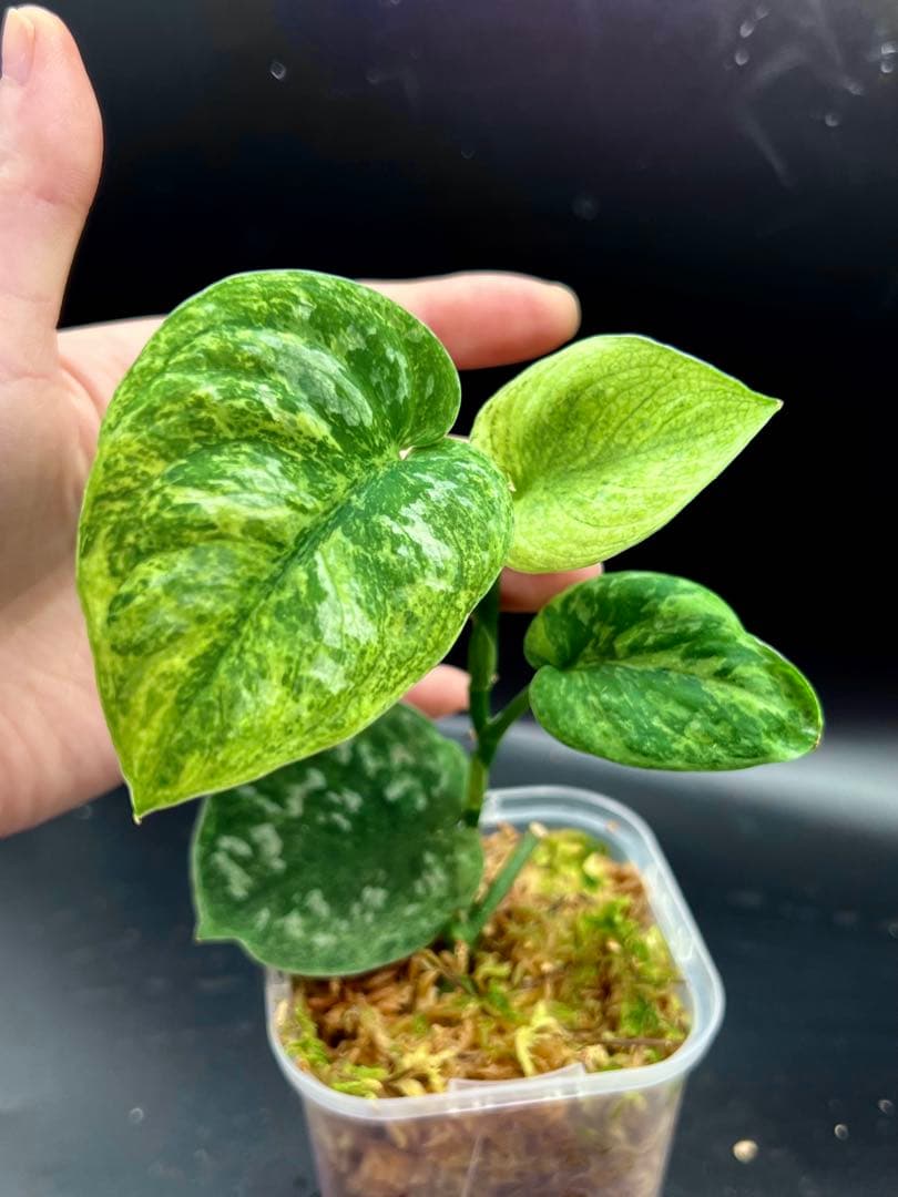 funako様専用スキンダプサス ネビュラ 斑入り バリエガータ 美株