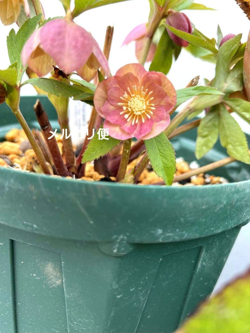 クリスマスローズ 大木ナーセリー オーレアdd 株分け 苗 小輪 - メルカリ