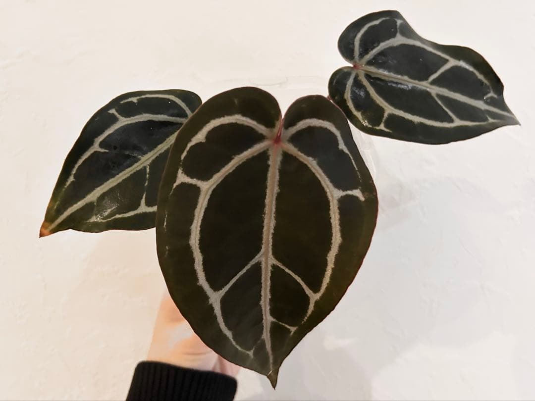 アンスリウム　ドックブロック　スカーレット　S1 ワビサビプランツ アンスリウム スカーレット | GREEN LUCK