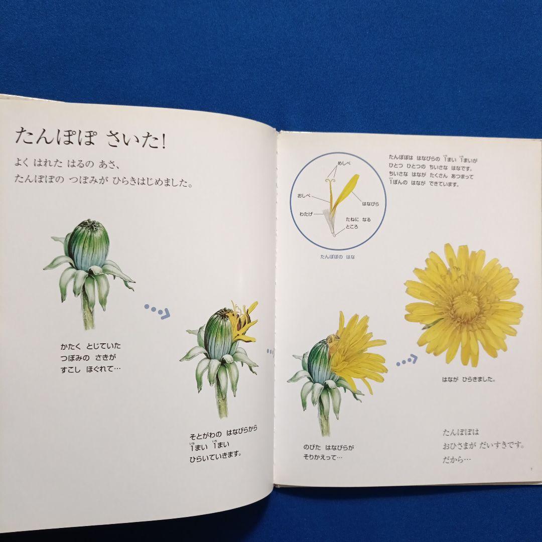 ビッグサイエンス キンダーブックしぜん ちいさなかがくのとも 春の花