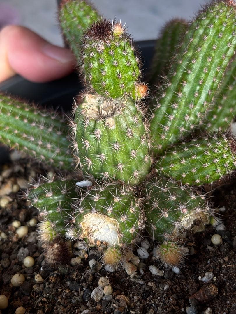 多肉植物 花サボテン 金紐シリーズ オレンジ - メルカリ