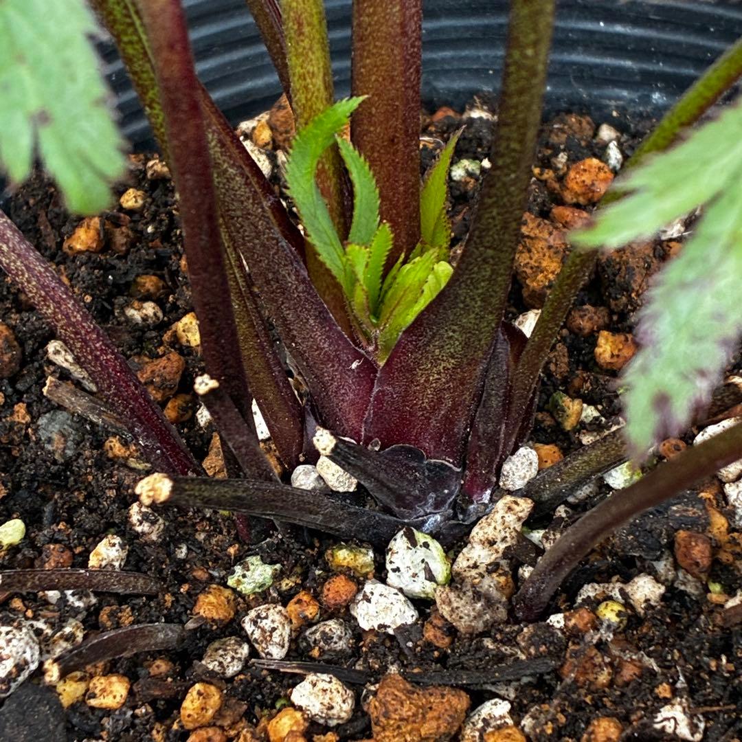 u*0様 3454☘️限定1株☘️未株分け☘️花付き☘️⭐️bocconei ⭐