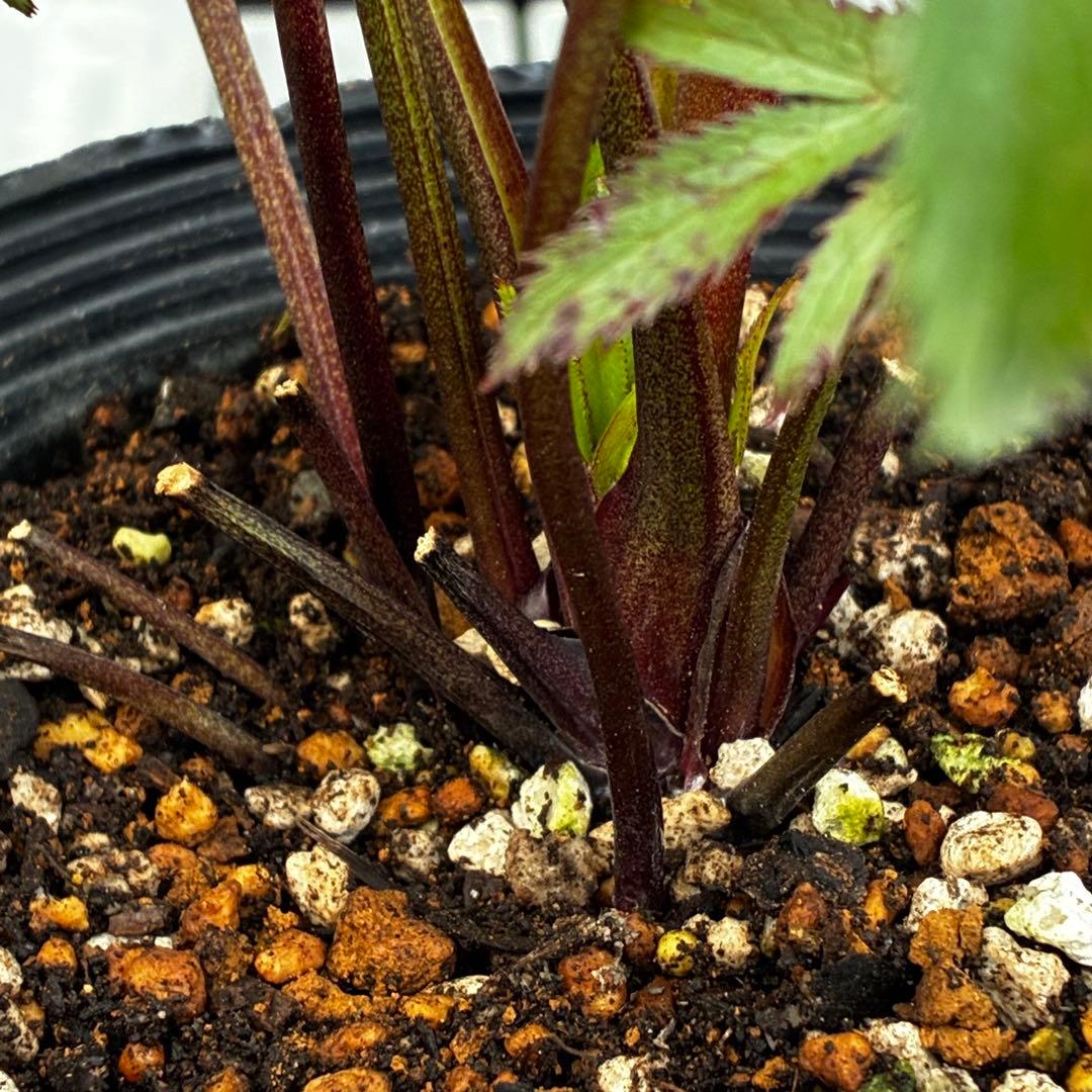 u*0様 3454☘️限定1株☘️未株分け☘️花付き☘️⭐️bocconei ⭐