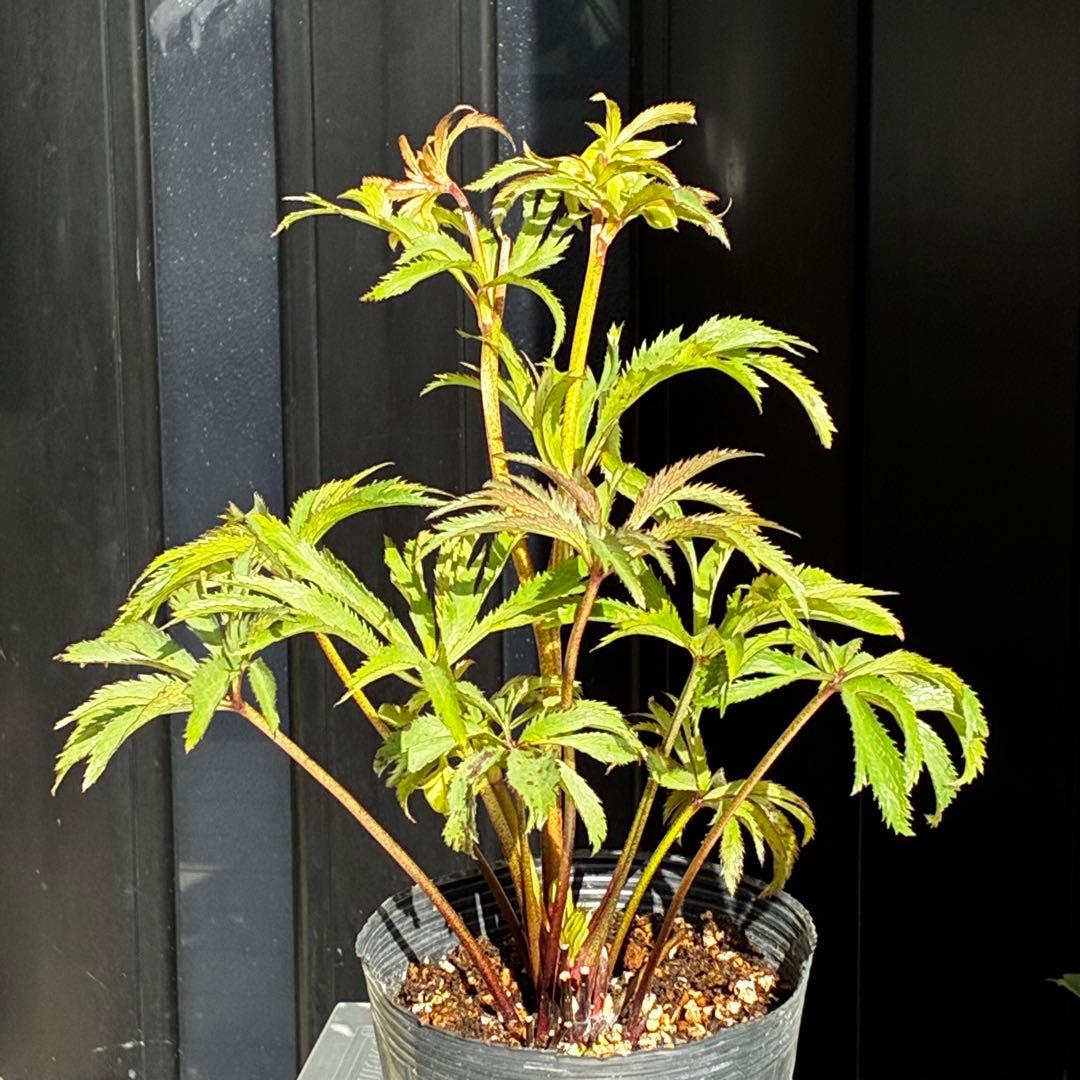 u*0様 3454☘️限定1株☘️未株分け☘️花付き☘️⭐️bocconei ⭐