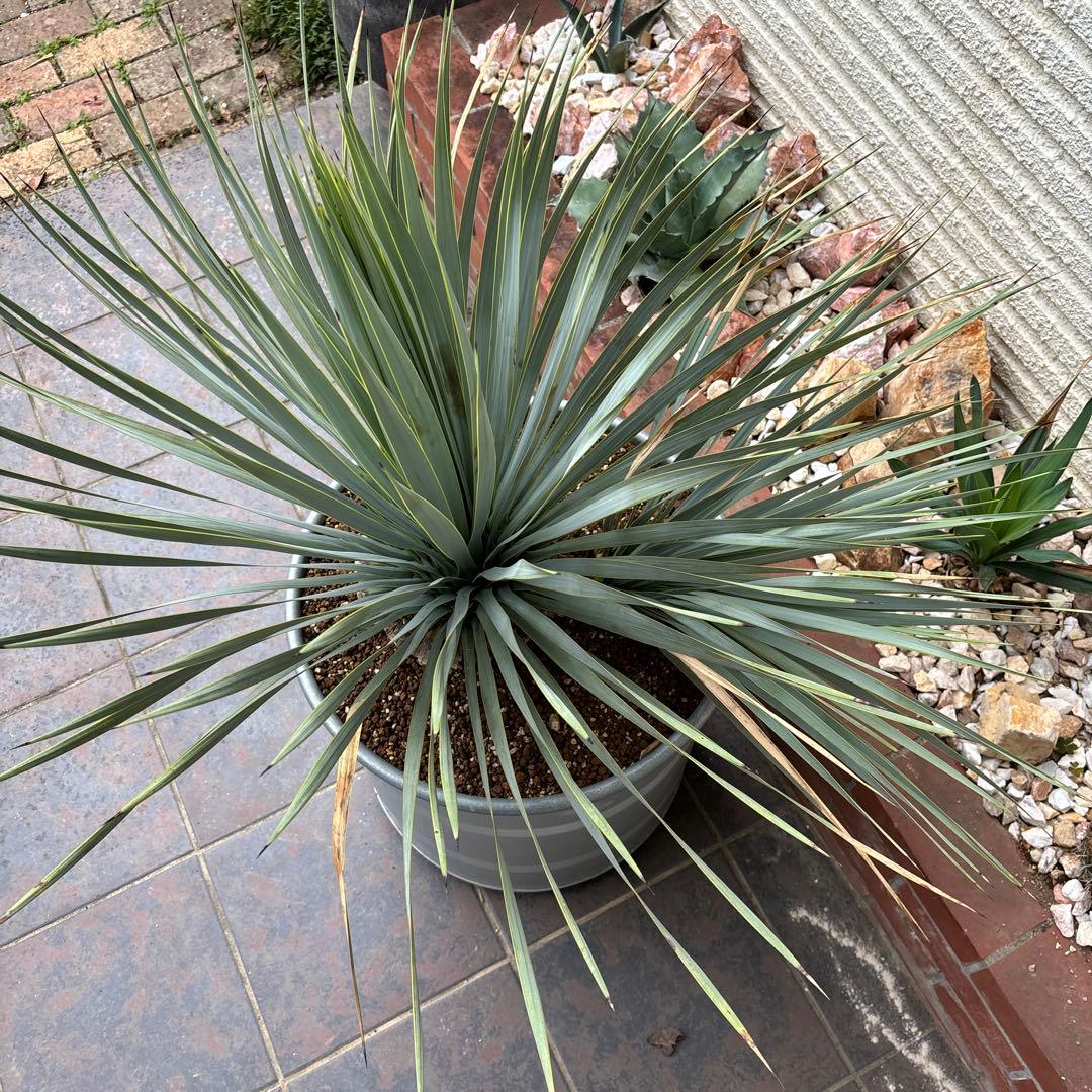 ユッカ ロストラータ幹太 希少なダブルヘッド シルバーブルー大株