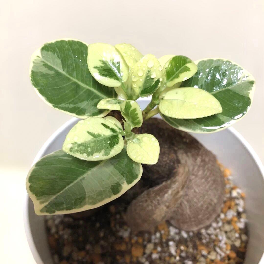 大きめ】パンダ ガジュマル 斑入り 接木 - メルカリ