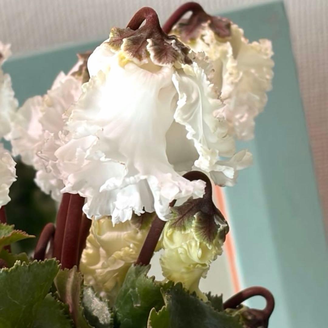 【レア】ミニシクラメン　バニラホワイト《12/20》ガーデンシクラメン