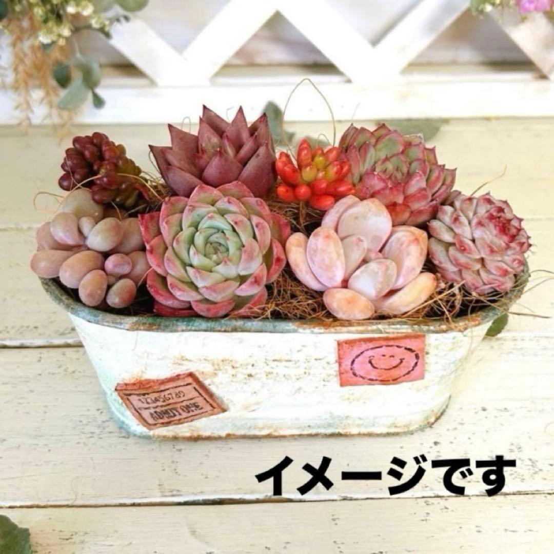 多肉植物寄せ植えセット♥️わくわく詰め合わせ♪ - メルカリ