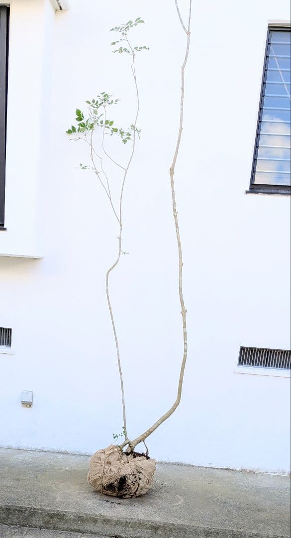 引き取り限定。4mの根上りアオダモ。