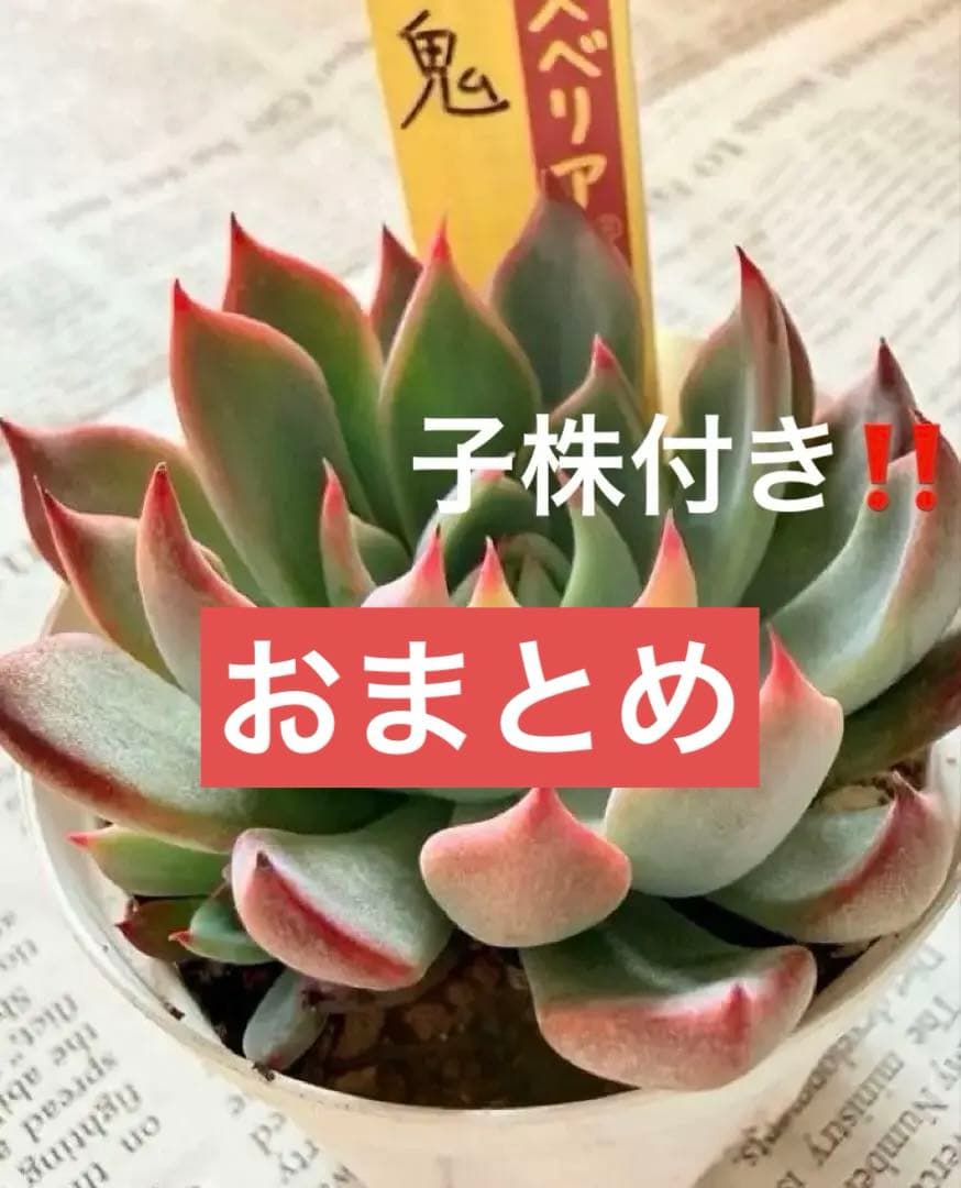 赤鬼☆ミックスベリア☆おらいさん苗☆札なし - メルカリ