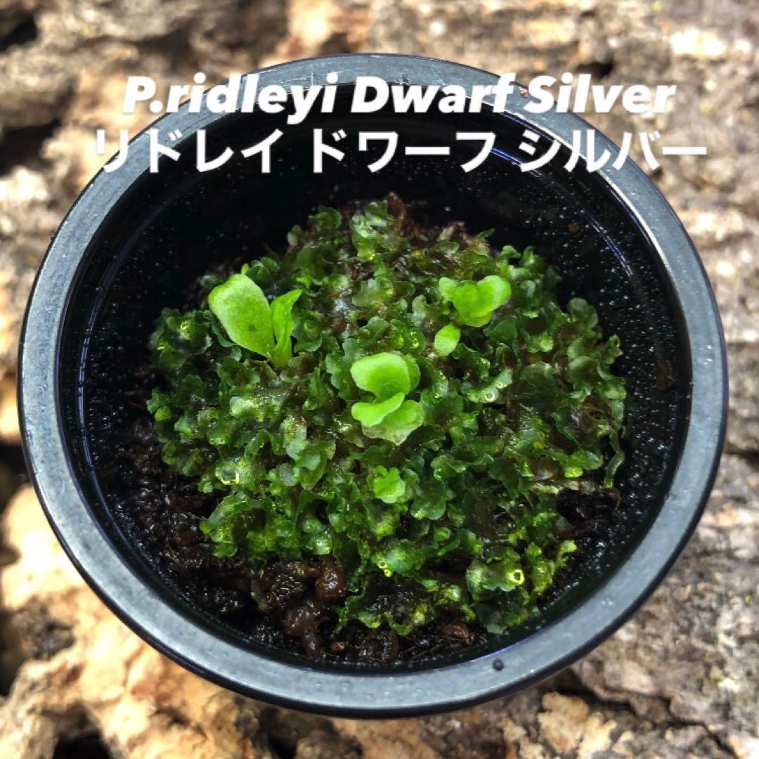 P.ridleyi Dwarf Silver リドレイ ドワーフ 前葉体 胞子体 - メルカリ