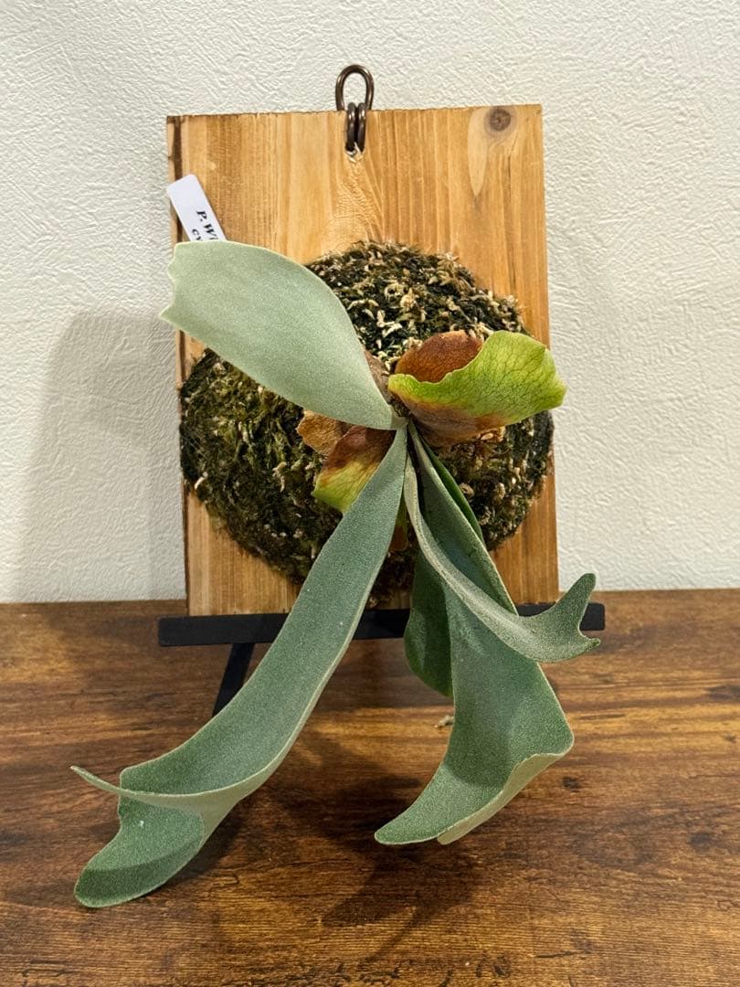 ビカクシダ willinckii cv. SP#2 胞子培養株 - メルカリ