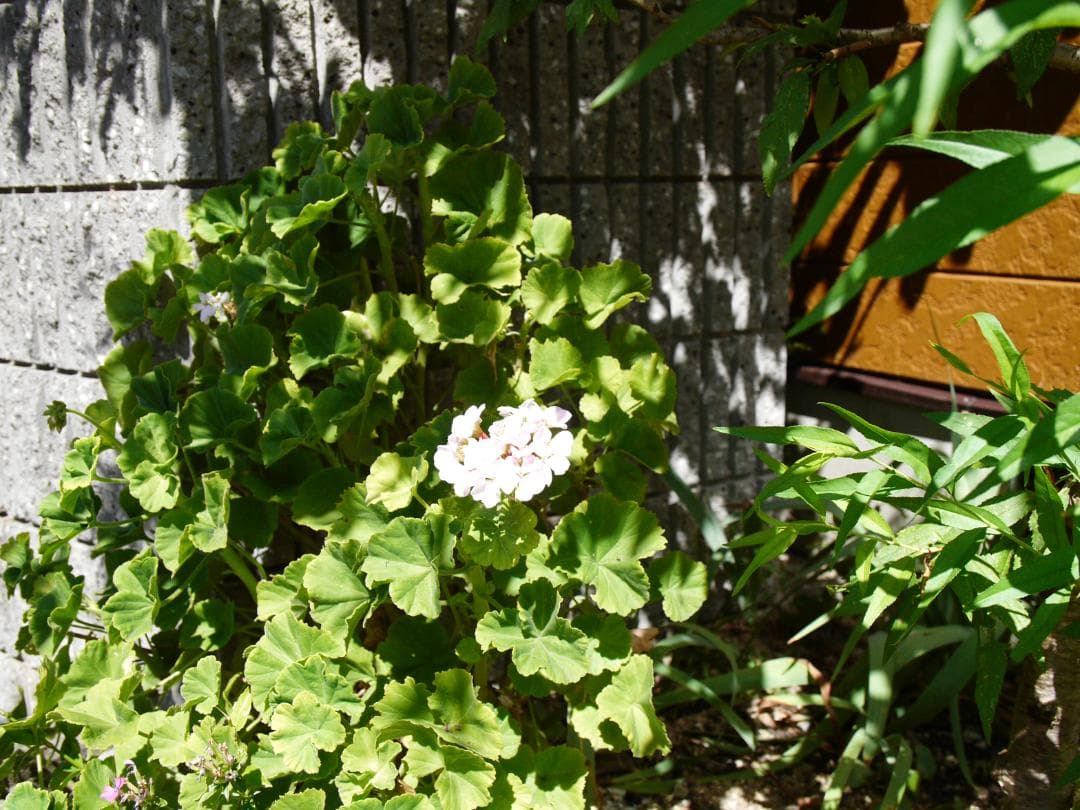 ライカ Dバリオエルマー付き パナソDMC.L1K レンズキット - メルカリ