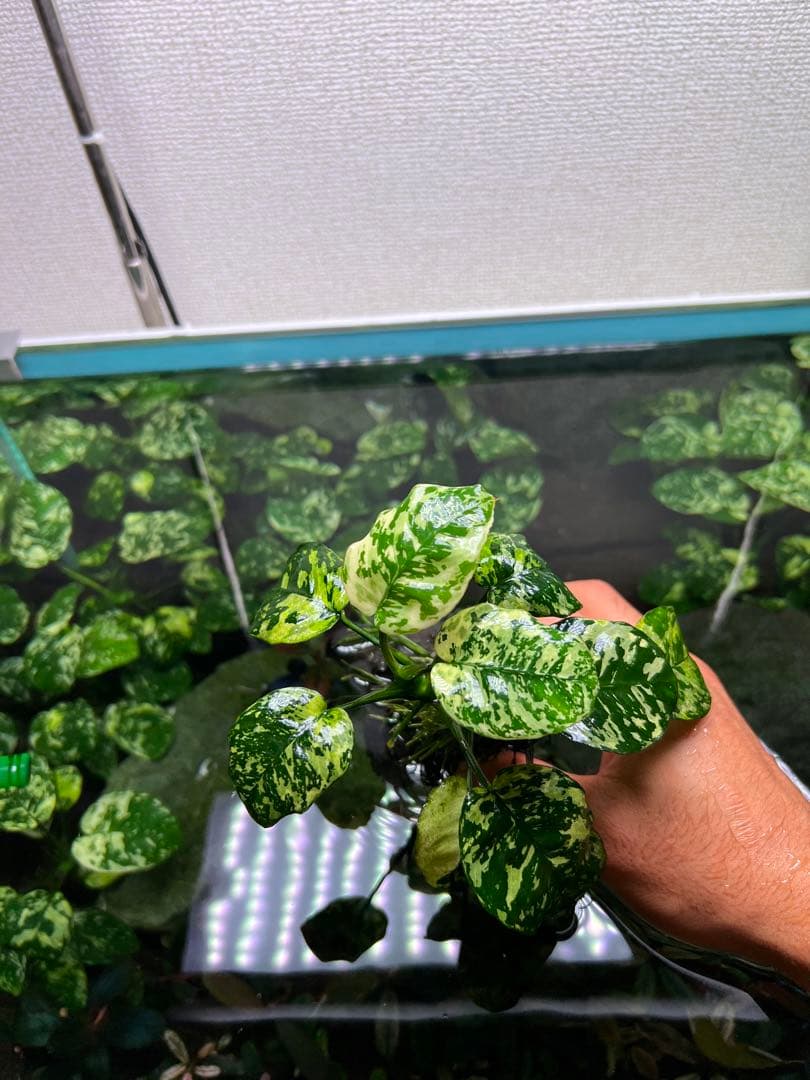 アヌビアスナナ 斑入りキング Anubias Variegated King - メルカリ