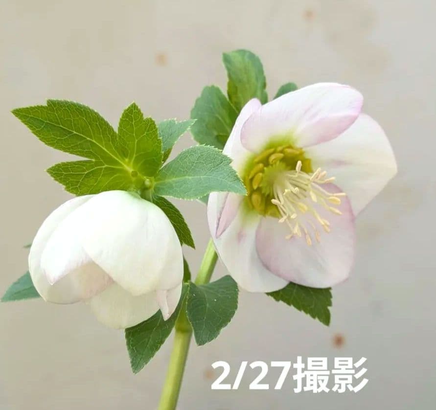 クリスマスローズ 大和園 公式タグ付 パステリッシュストレインhyb