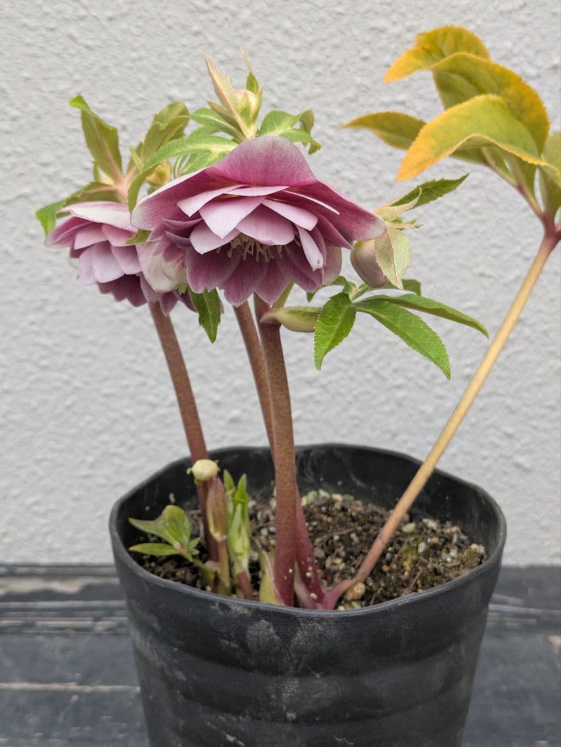 広瀬園芸 クリスマスローズ 【ソレイユ系 リバーシブル多弁】白抜け