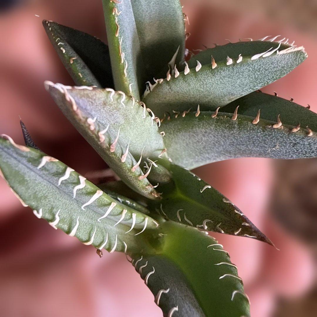 J 3株セット アガベ 青葉 オテロイ実生 選抜 チタノタ オアハカ - メルカリ