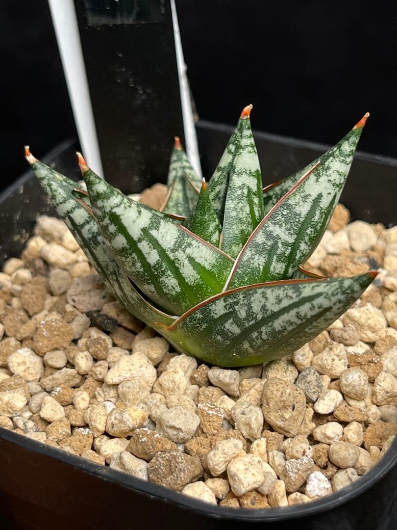 EMP サンセベリア ニアパット ドワーフ / 小型種 SA397