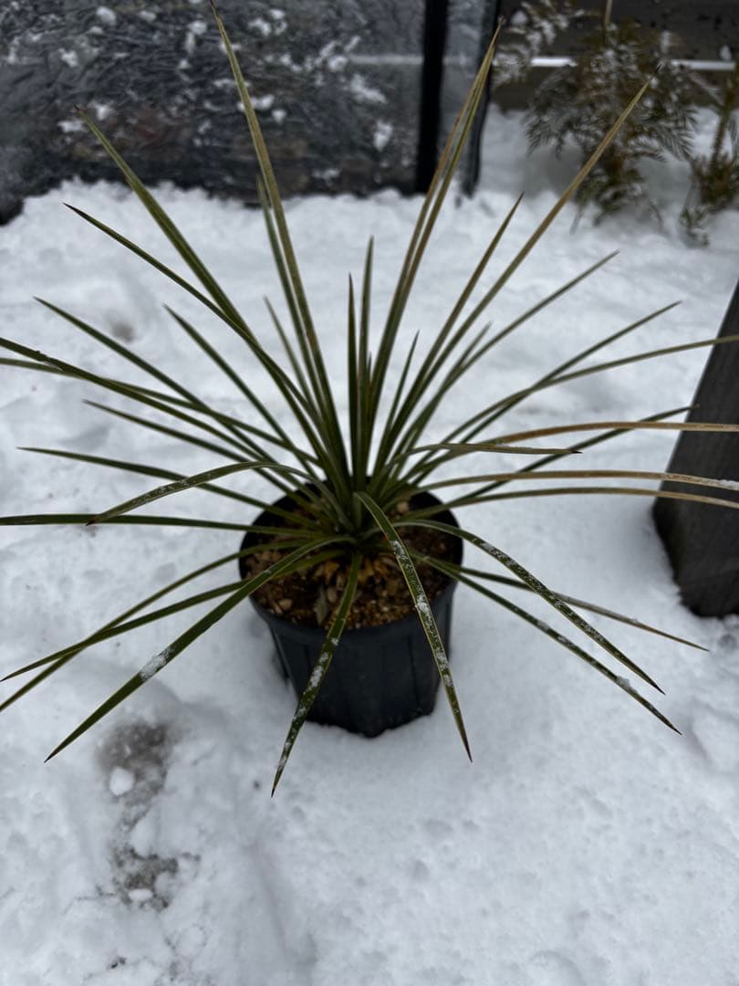 ユッカ　ケレタロエンシス　ワイドリーフ ケレタロ・ユッカ／Yucca queretaroensis ユッカ・ケレタロエンシス