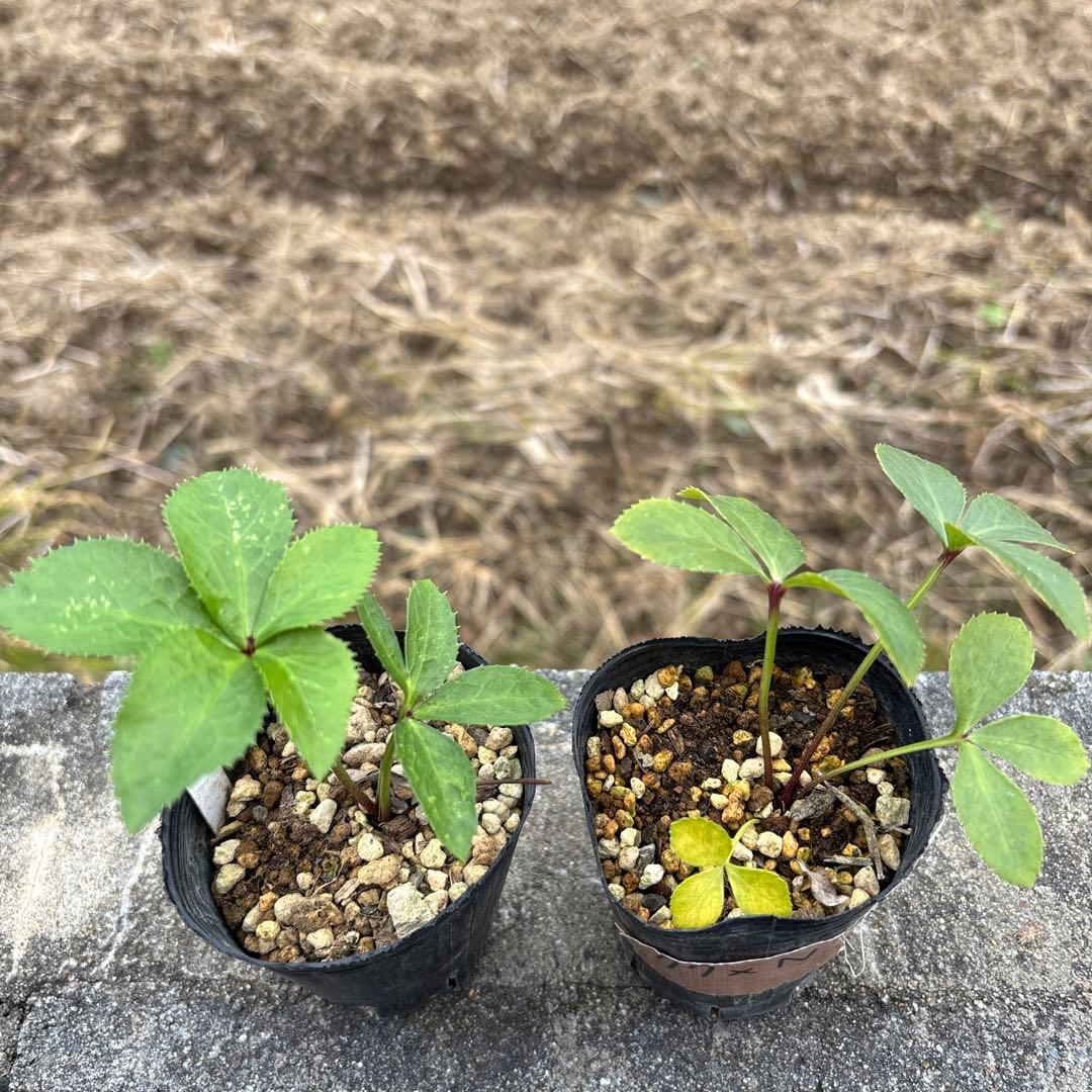 ブランド 品 通販フラワー・ガーデニング - ブラックマジック（整形