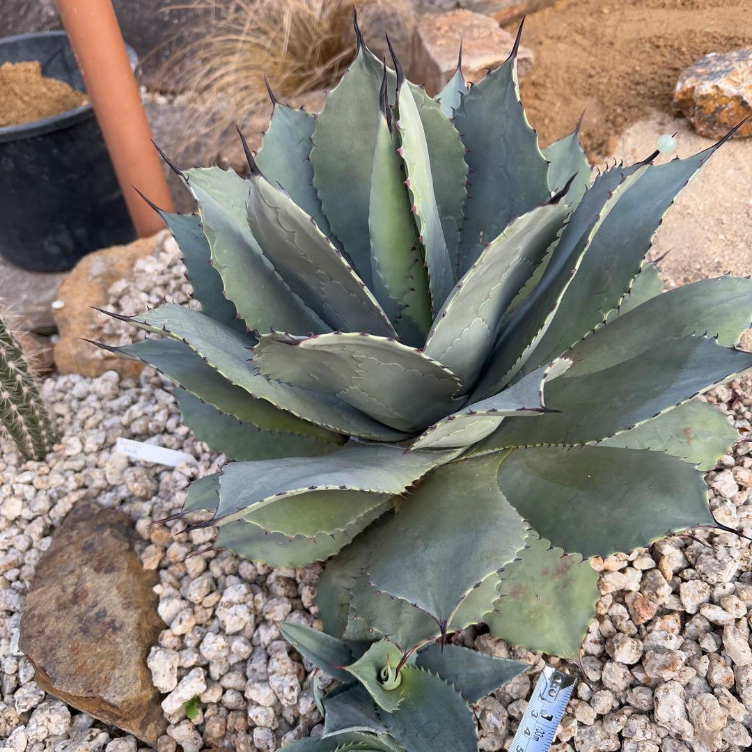 アガベ パリー ハイブリッド3 - メルカリ