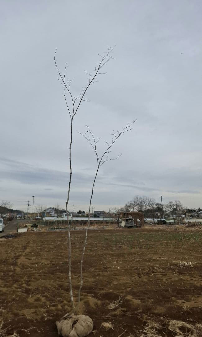 アオダモ 山彩り ーーアオハダ、モミジ、カエデーー - メルカリ