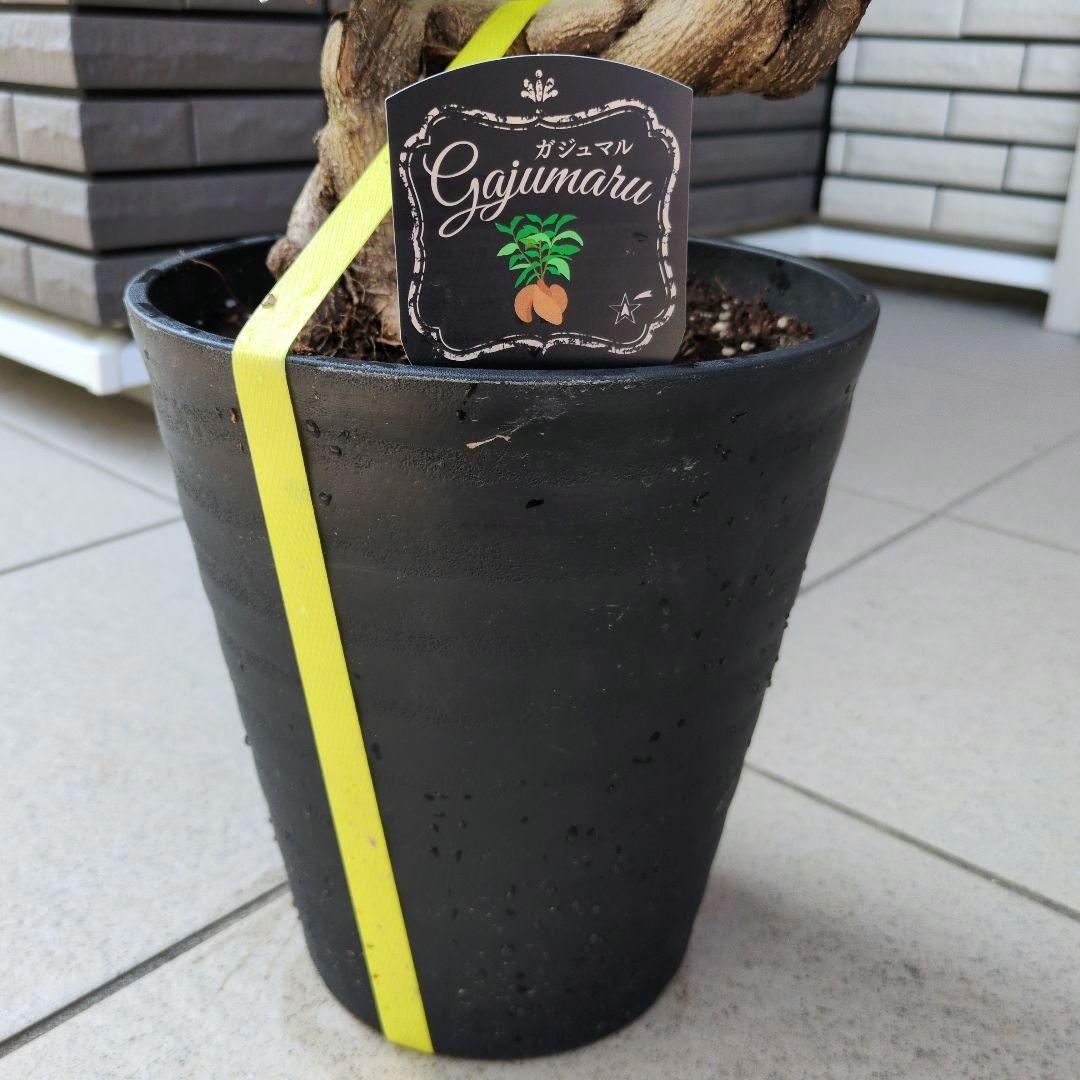 最安値 観葉植物 台湾ガジュマル 盆栽仕立て S字仕立て 接ぎ木 昇り龍