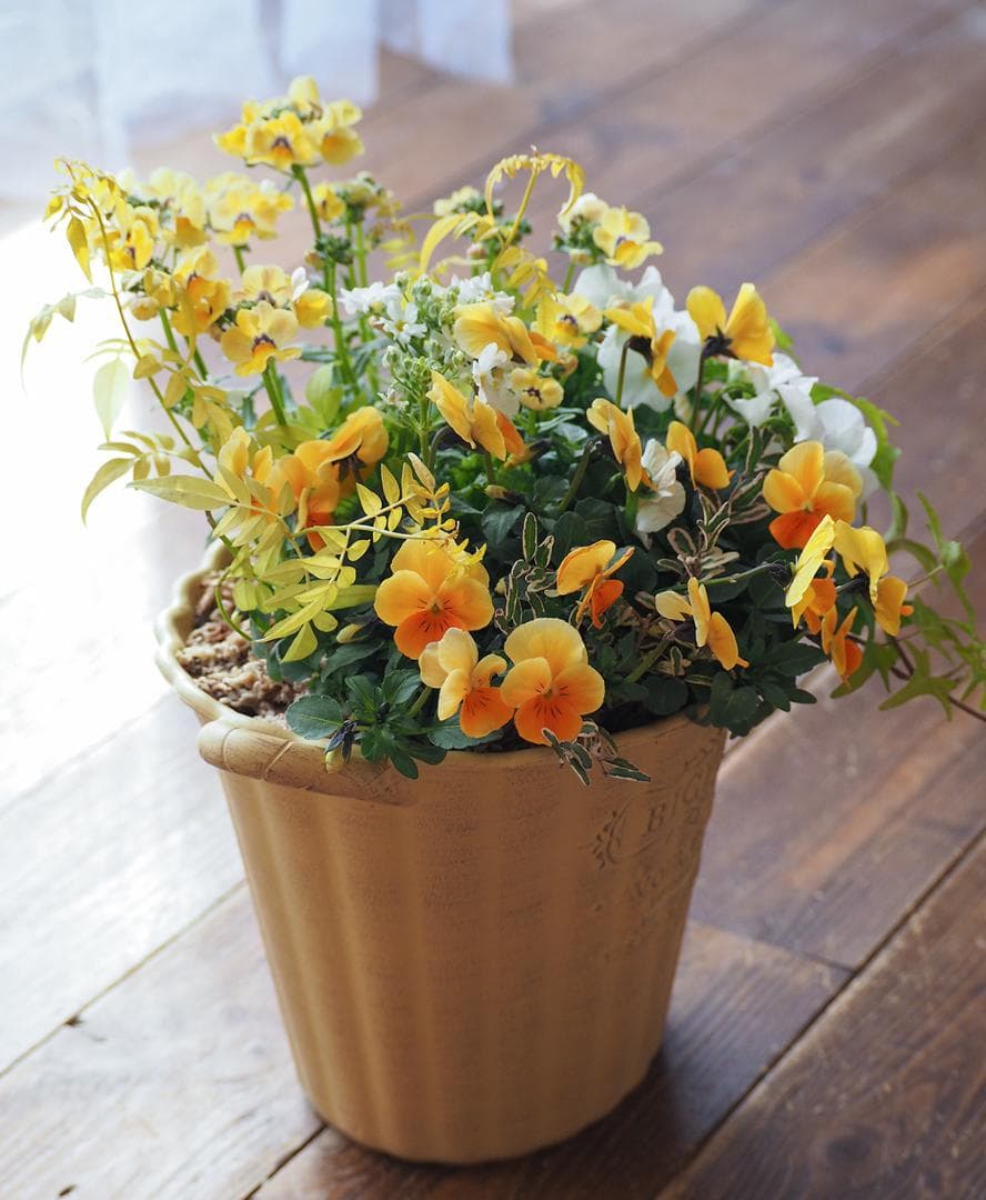 お値下】ビオラとネメシアのビタミンカラー寄せ植え - メルカリ