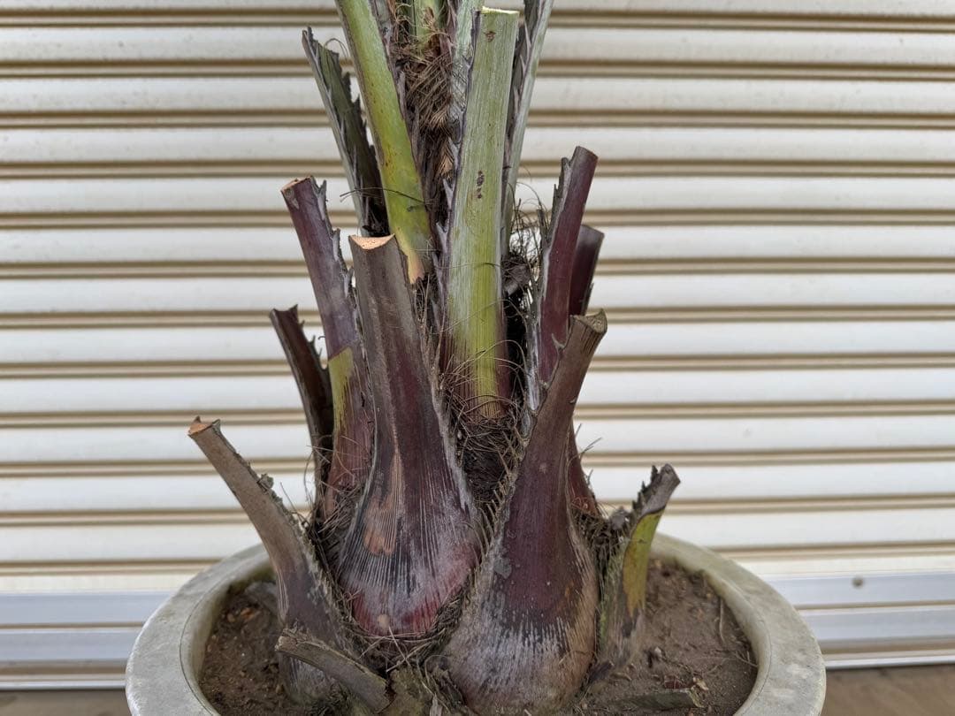 送料込み ココスヤシ シルバーリーフ 幹太 鉢植え 庭木 シンボルツリー